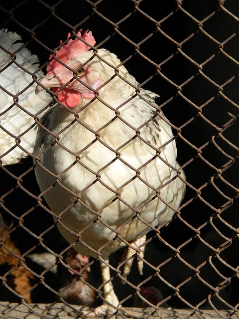 如果将本赛 如果将本赛